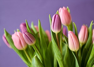 Bulb_Flowers