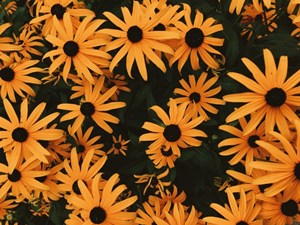 Perennial_Plant